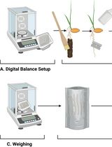 Radial Water Loss Assay in Rice Roots Grown in Different Media