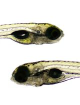 Antiangiogenic Drug Testing Using Proangiogenic and Hypoxia Zebrafish Model
