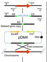 An Improved Method for Rapid Unmarked Gene Deletion in Bacteria: Pseudomonas aeruginosa as an Example