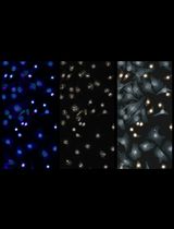 A Python-Based Workflow for Image-Based Single-Cell Phenotypic Profiling From Fluorescence Microscopy Images