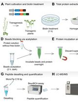 An Optimized Protocol for TurboID-Based Proximity Labeling and Sample Preparation for Mass Spectrometry in <em>Arabidopsis thaliana</em>