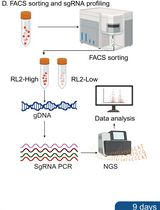 Suspension-Based Intracellular Immunofluorescence Staining Coupled With Genome-Wide CRISPR-Cas9 Screening to Identify Regulators of O-GlcNAcylation