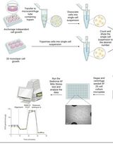 基于细胞解离的 Seahorse XF 分析流程：定量评估非锚定依赖性生长癌细胞团的平均生物能量代谢水平