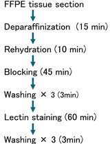 Visualizing Cell Type–Specific Glycan Profiles in Tissue Sections With Glycan Painting