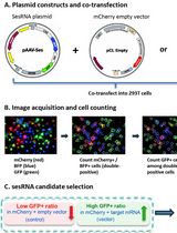 Transcriptomic Signature-Guided EGFP Labeling of Alveolar Epithelial Cells via RNA Sensing in Mouse Lungs In Vivo and Human Idiopathic Pulmonary Fibrosis Lung Slices Ex Vivo