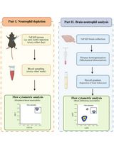 Long-Term Neutrophil Depletion and Flow Cytometric Analysis of Brain Neutrophils in the 5xFAD Mouse Model
