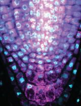 Hybridization Chain Reaction and Microscopy to Visualize Feeding Site–Specific Gene Expression in Arabidopsis Roots Infected by Plant-Parasitic Cyst Nematodes