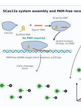 Elimination of cis-cleavage in CRISPR Diagnostics for One-Pot Rapid Nucleic Acid Detection