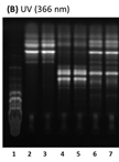 Extraction and Reglucosylation of Barbarea vulgaris Sapogenins