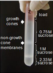 Isolation of Growth Cones from Mouse Brain