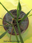 Rapid Induction of Water Stress in Wheat