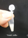 Ultra-low Background DNA Cloning System