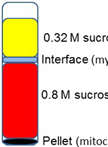 Preparation of Pre- and Post-synaptic Density Fraction from Mouse Cortex