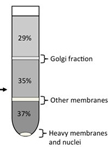 Enrichment of Golgi membranes from HeLa cells by sucrose gradient ultracentrifugation