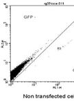Homologous Recombination Assay