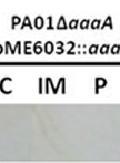 Cell Fractionation of Pseudomonas aeruginosa