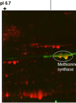IEF-2DE Analysis and Protein Identification