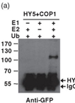 In vitro Protein Ubiquitination Assays