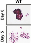 Pancreatic Acinar Cell 3-Dimensional Culture