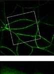 Measurement of Junctional Protein Dynamics Using Fluorescence Recovery After Photobleaching (FRAP)
