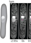 Fluorescence Recovery After Photobleaching (FRAP) in the Fission Yeast Nucleus