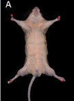 Bacterial Counts in Spleen