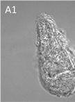 Immunocytochemical Detection of Recombinant Biomphalysin  on Schistosoma mansoni Sporocysts