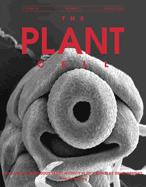 Cover of The Plant Cell, featuring study using the protocol.