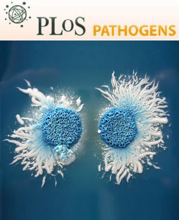 Cover of PLOS Pathogens, featuring study using the protocol.