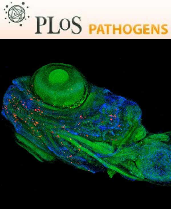Cover of PLOS Pathogens, featuring study using the protocol.