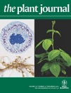 Cover of The Plant Journal, featuring study using the protocol.