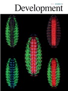 Cover of Development, featuring study using the protocol.