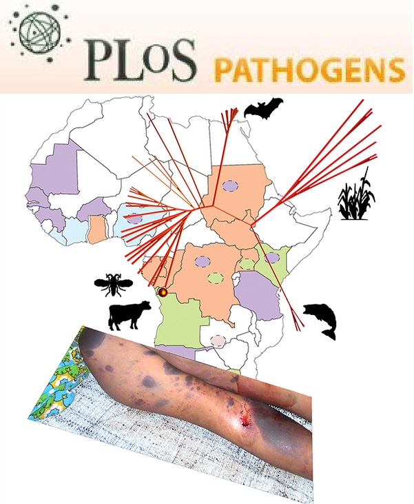 Cover of PLOS Pathogens, featuring study using the protocol.