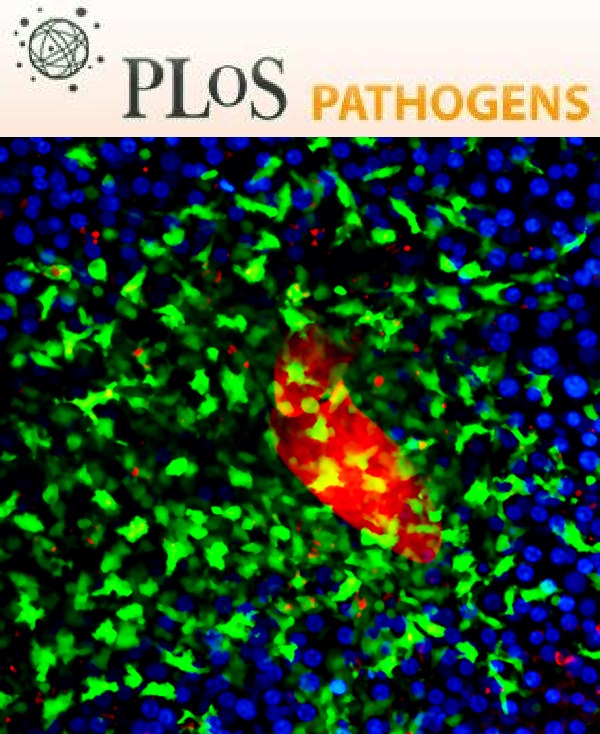 Cover of PLOS Pathogens, featuring study using the protocol.