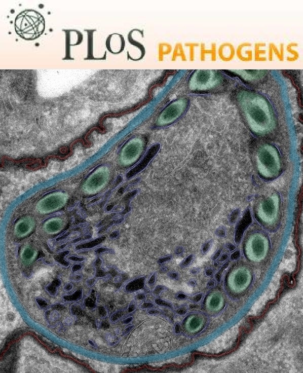 Cover of PLOS Pathogens, featuring study using the protocol.