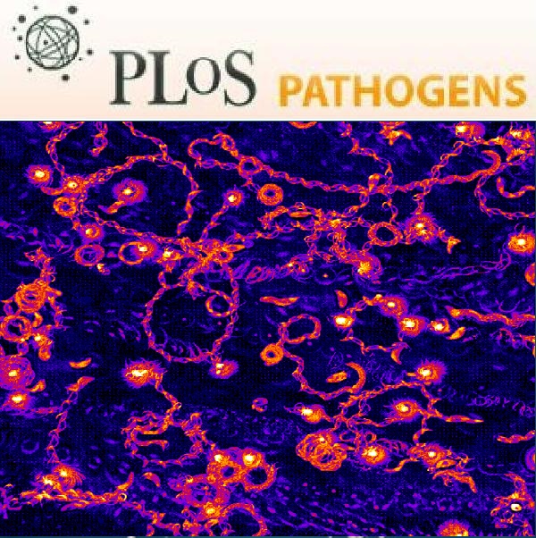 Cover of PLOS Pathogens, featuring study using the protocol.
