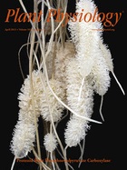 Cover of Plant Physiology, featuring study using the protocol.