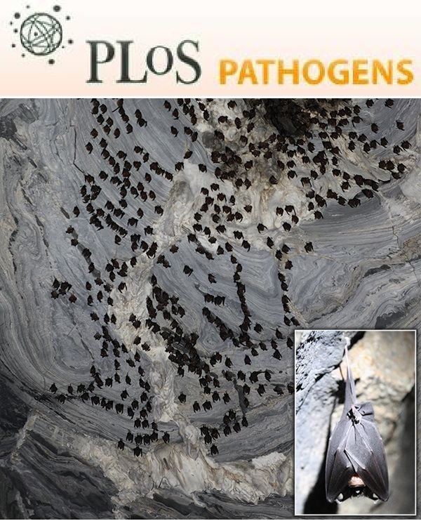 Cover of PLOS Pathogens, featuring study using the protocol.