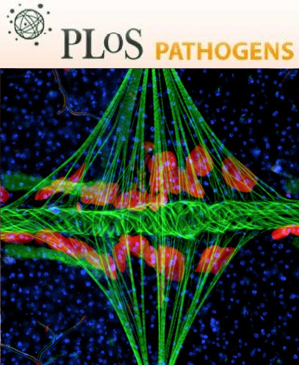 Cover of PLOS Pathogens, featuring study using the protocol.