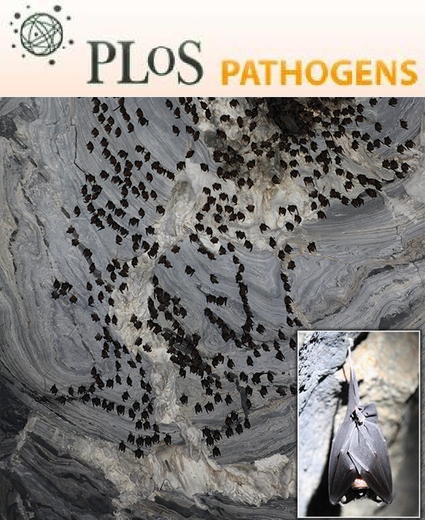 Cover of PLOS Pathogens, featuring study using the protocol.
