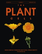 Cover of The Plant Cell, featuring study using the protocol.