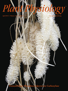 Cover of Plant Physiology, featuring study using the protocol.