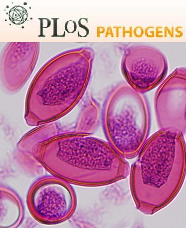 Cover of PLOS Pathogens, featuring study using the protocol.