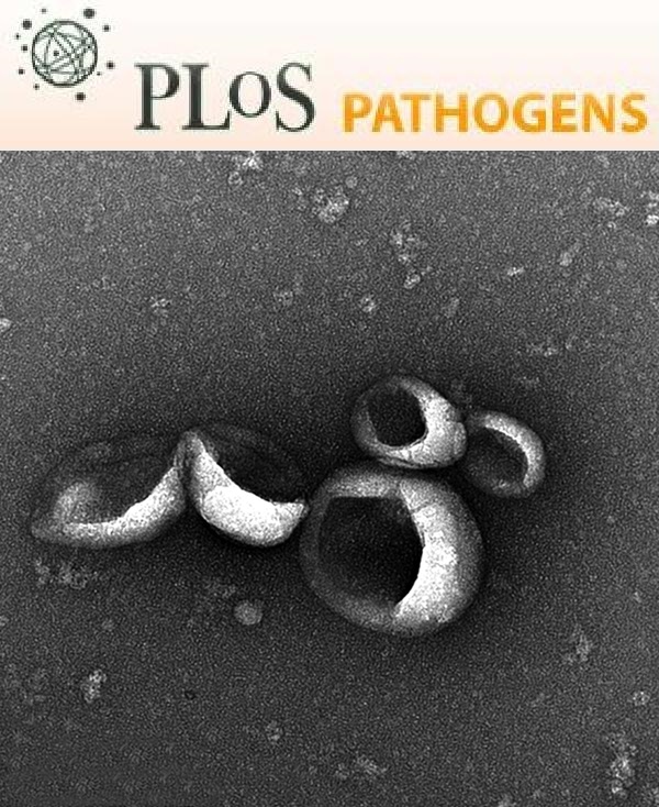 Cover of PLOS Pathogens, featuring study using the protocol.