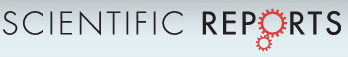 Cover of Scientific Reports, featuring study using the protocol.