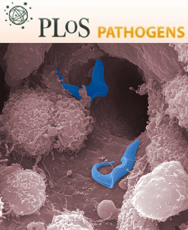 Cover of PLOS Pathogens, featuring study using the protocol.