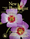 Cover of New Phytologist, featuring study using the protocol.