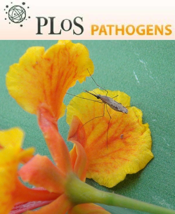 Cover of PLOS Pathogens, featuring study using the protocol.
