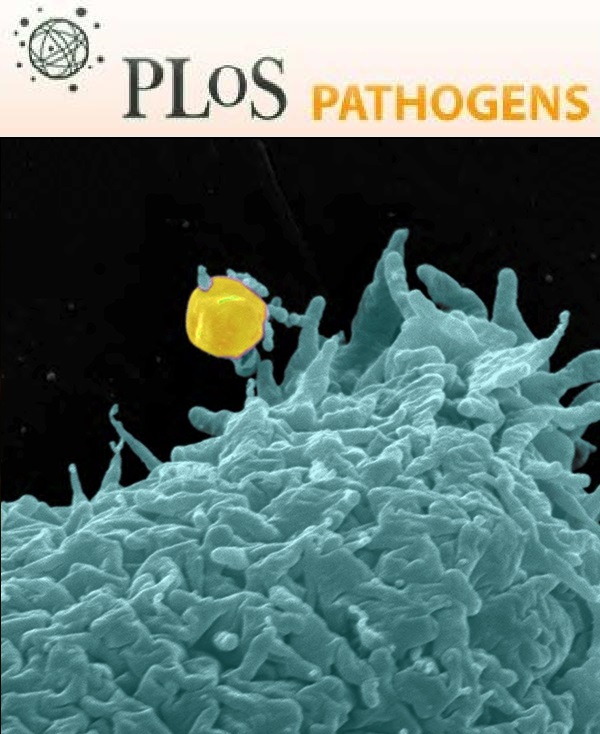 Cover of PLOS Pathogens, featuring study using the protocol.