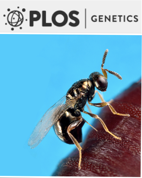 Cover of PLOS Genetics, featuring study using the protocol.